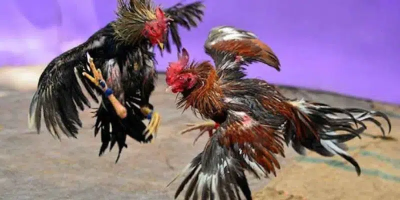 Khám phá luật chơi và các dạng kèo trong đá gà